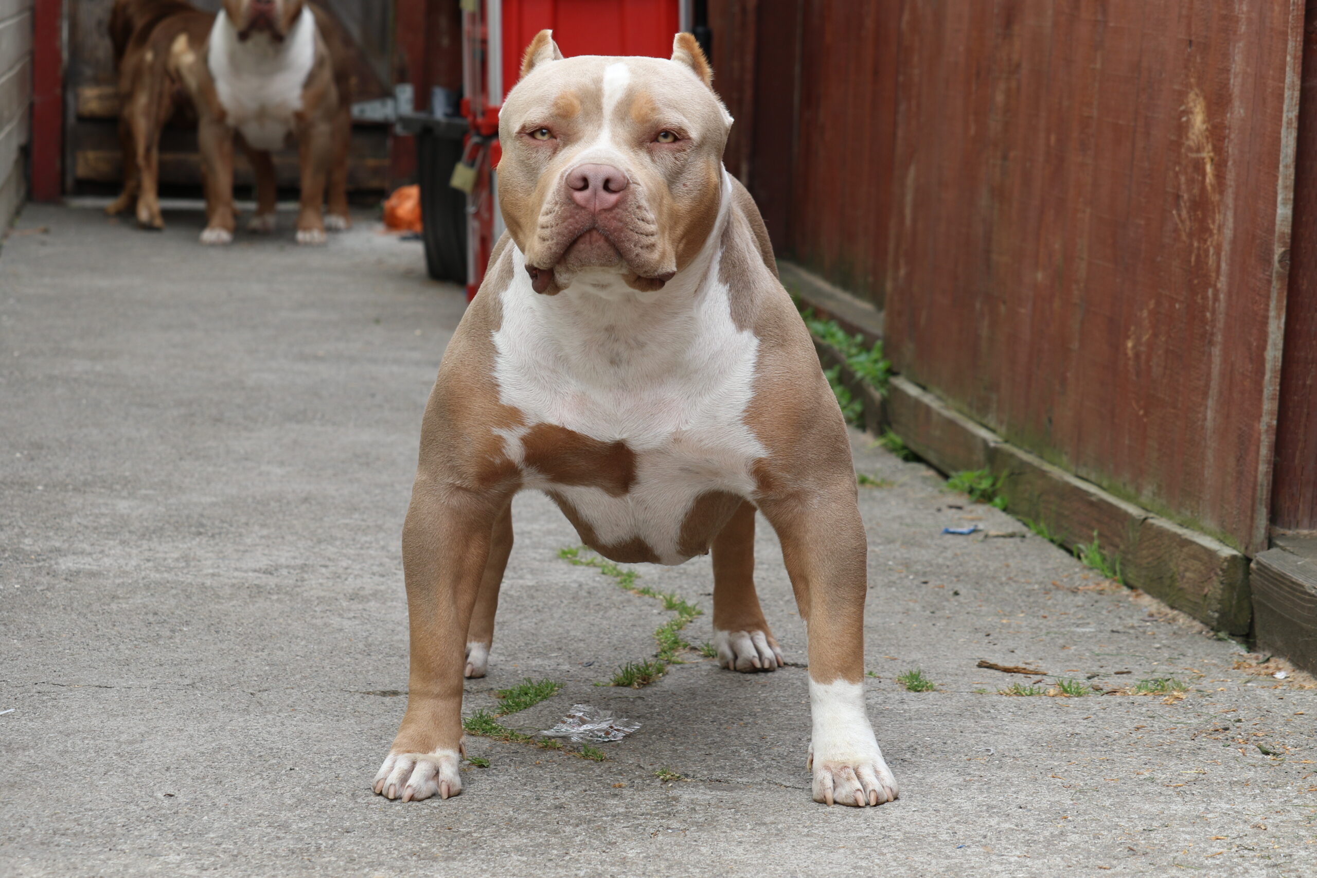 Dog Featured Image