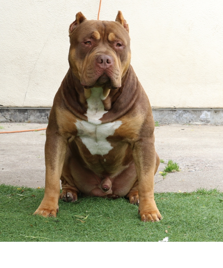Dog Featured Image