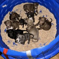 Duke and Dulce litter