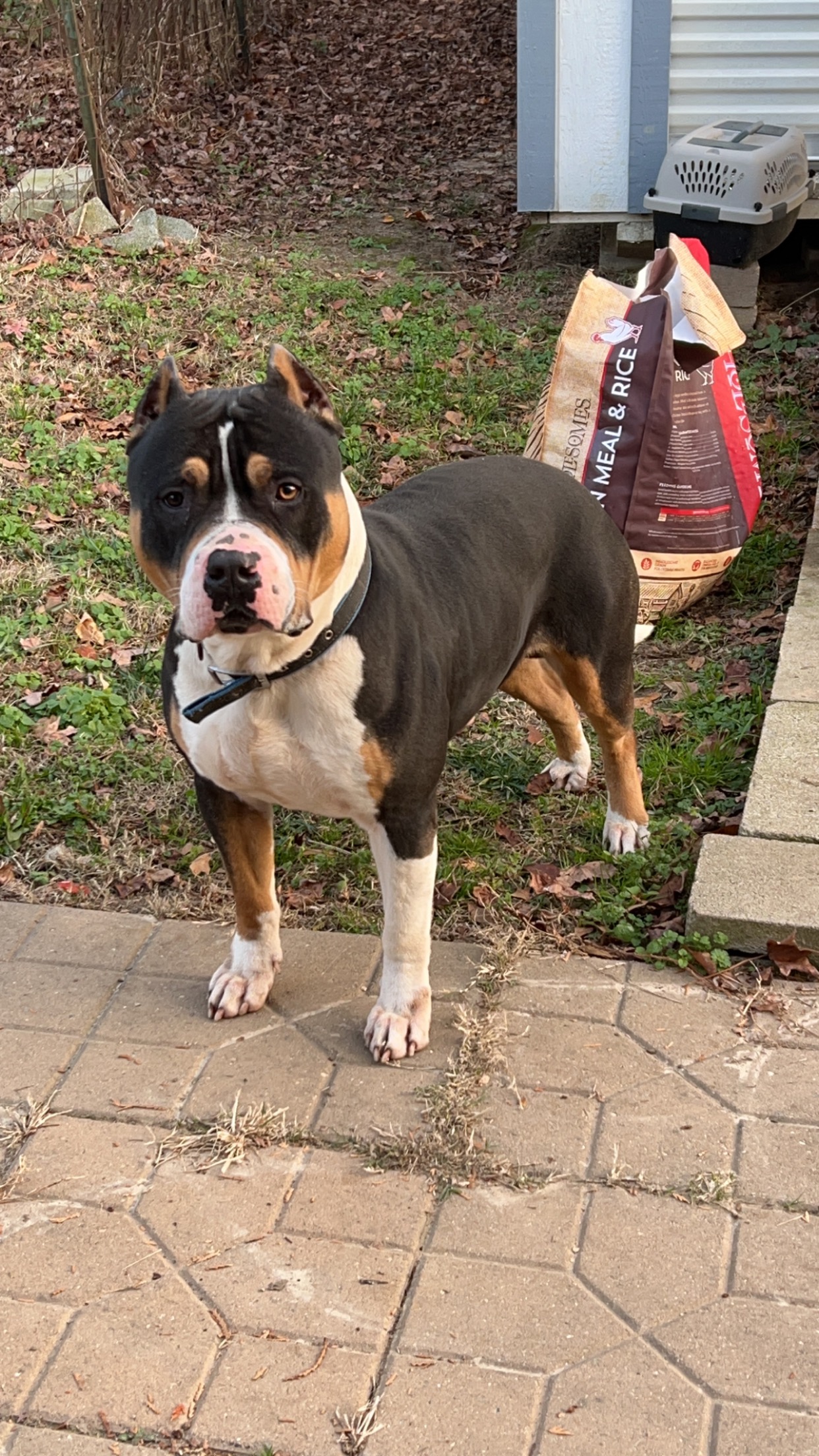 Dog Featured Image