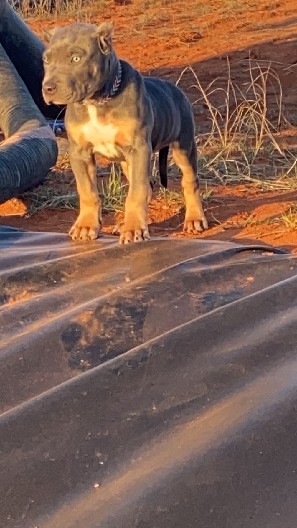 Dog Featured Image