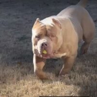 Cassius