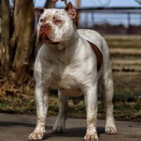 Incredibullz Pennywize