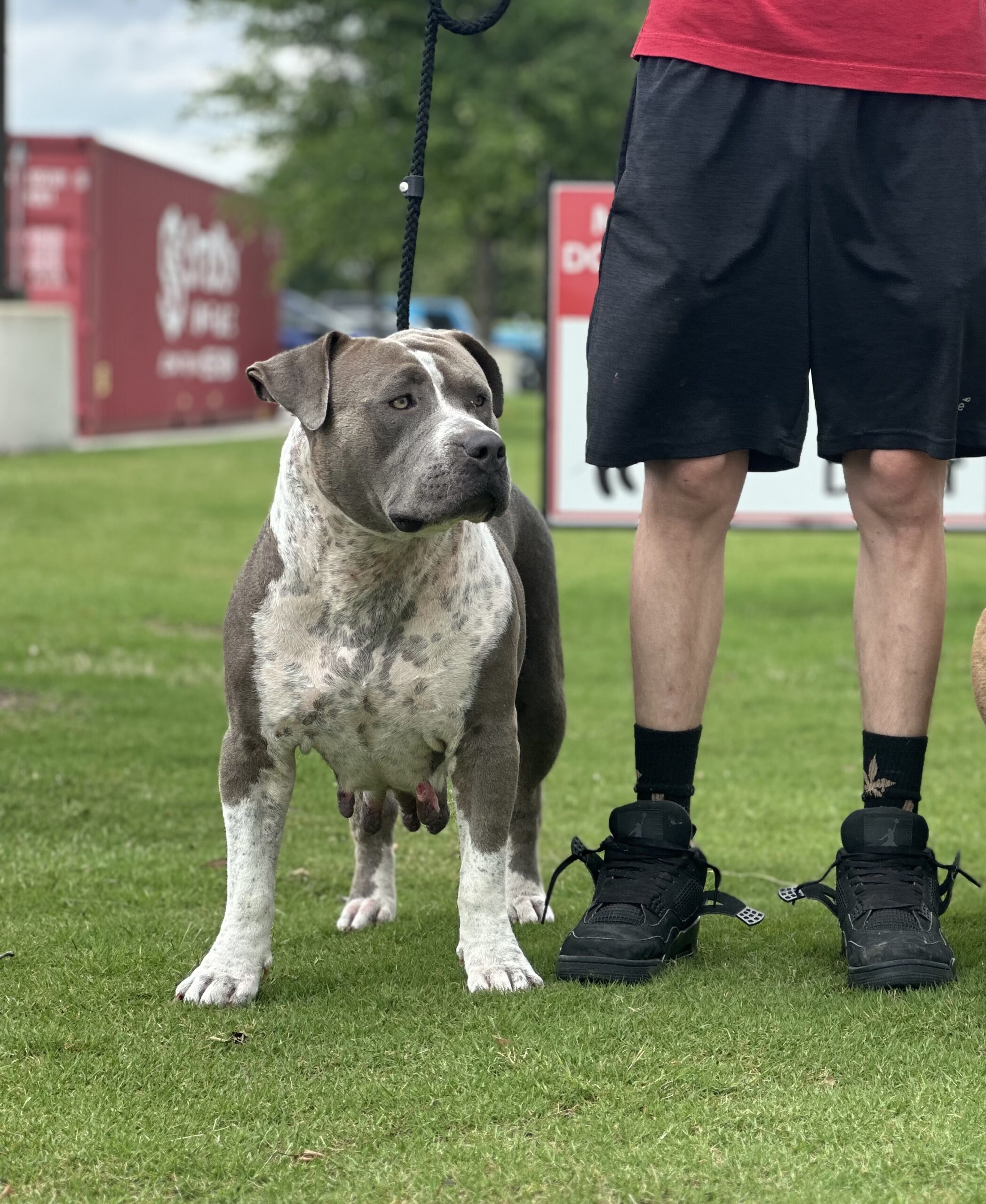 Dog Featured Image