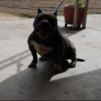 AlphaBloods Missy Mayhem