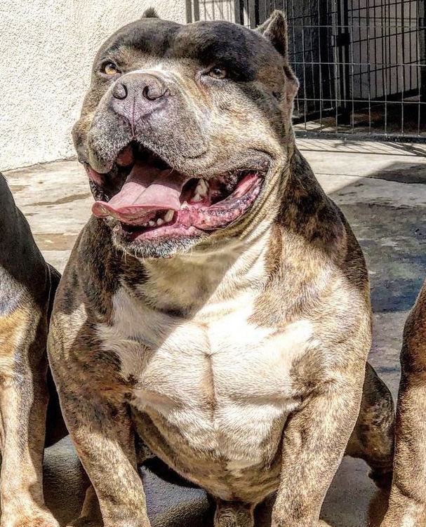 Dog Featured Image