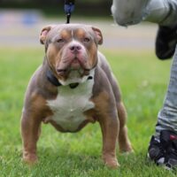 T – Bone
