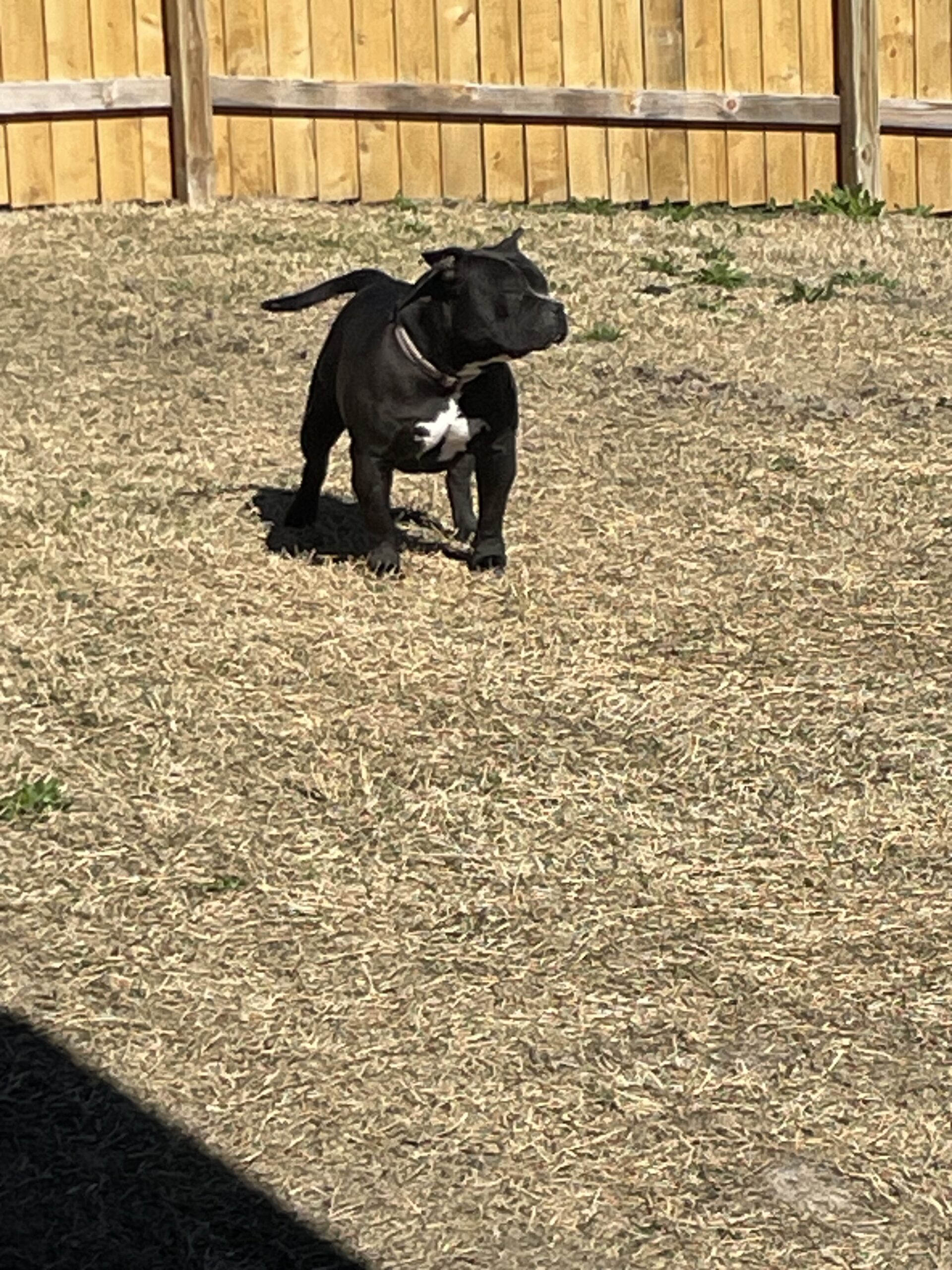 Dog Featured Image