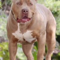 VVS voodoo of RockBottomKennels