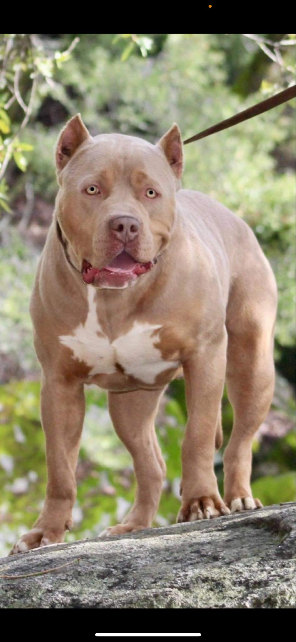 Dog Featured Image