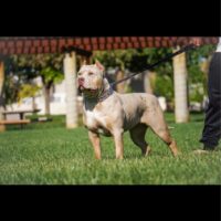 Ack Gerber of RockBottonKennels