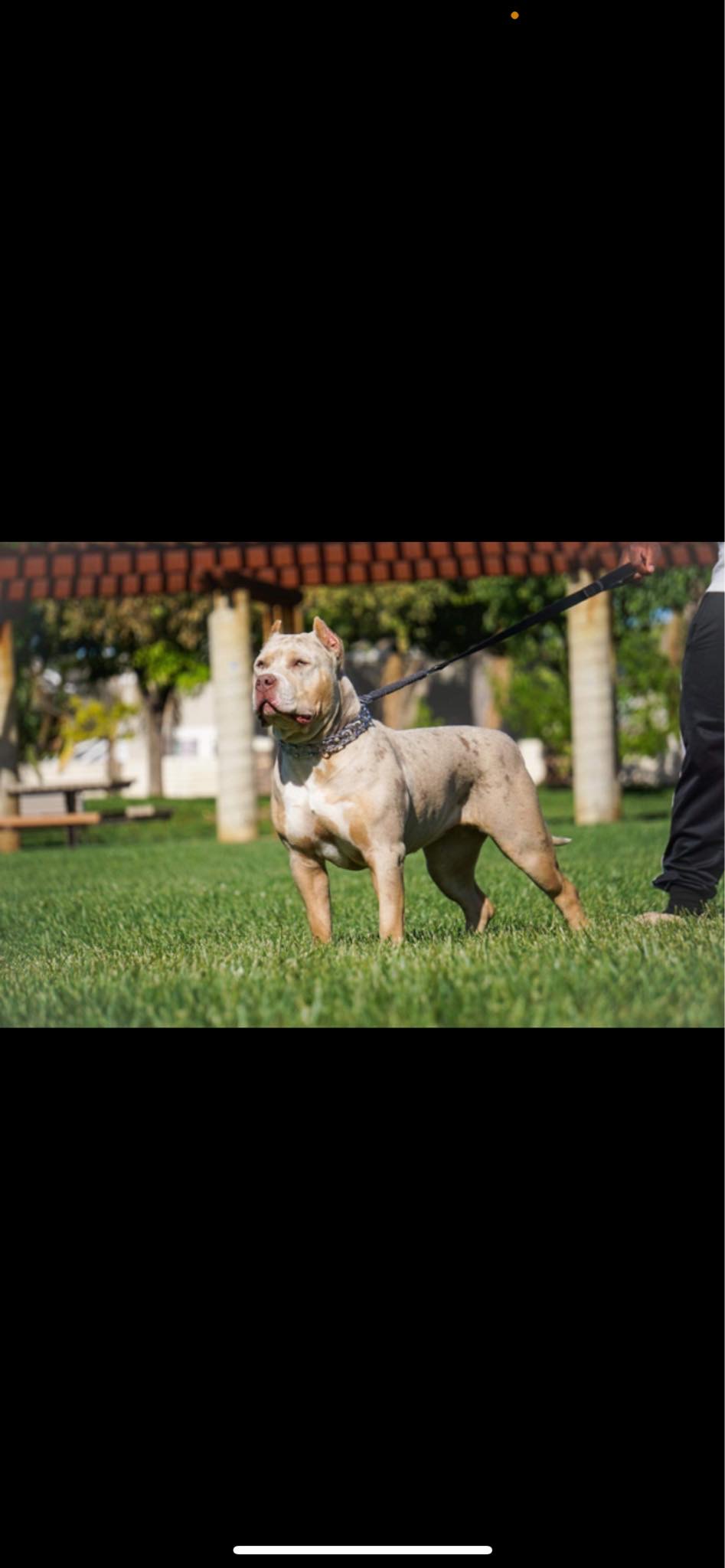 Dog Featured Image