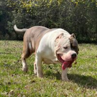 Goliath of BeastModeBullz