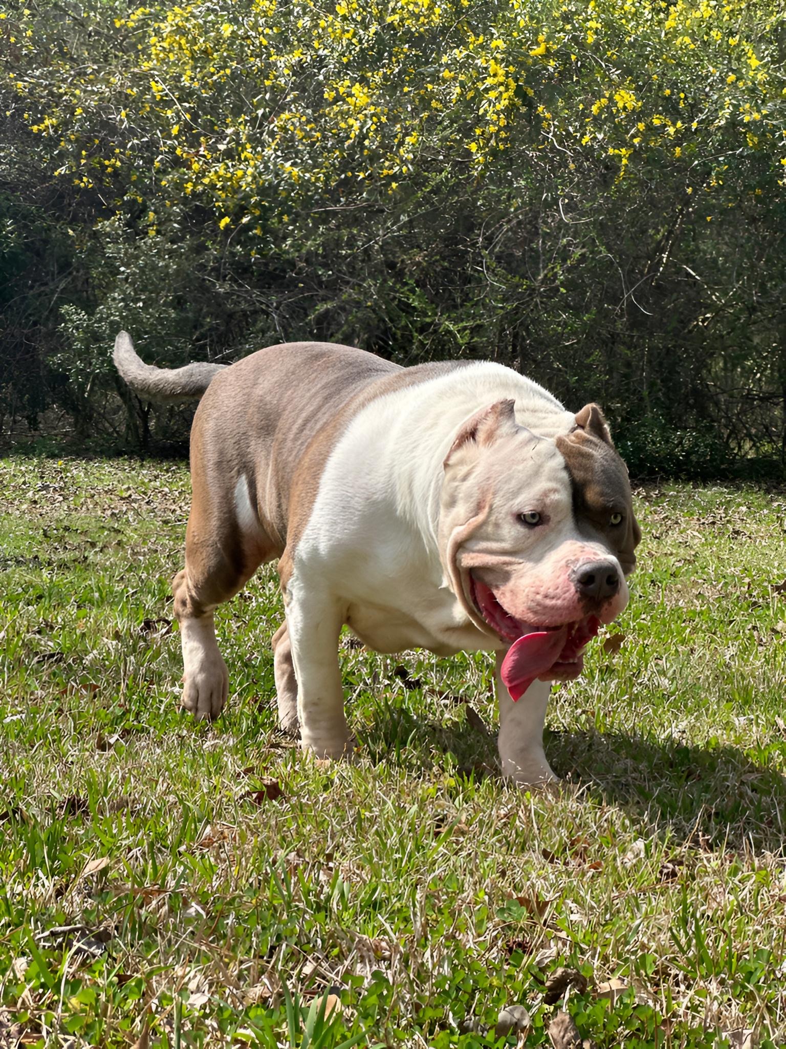 Dog Featured Image