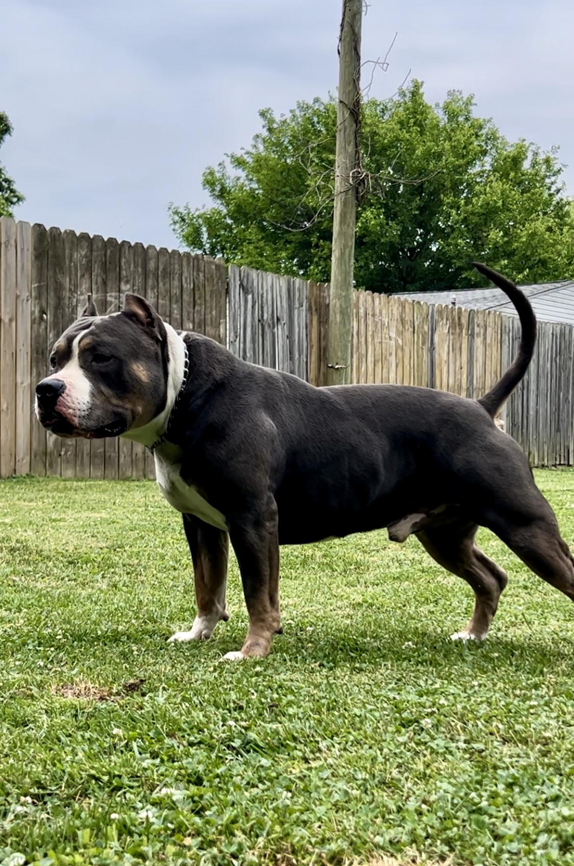 Dog Featured Image