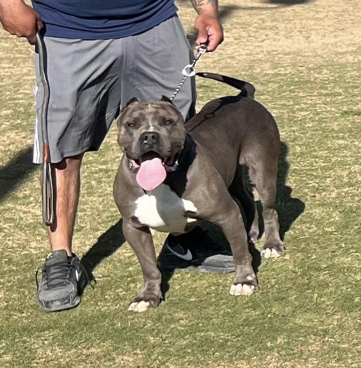Dog Featured Image