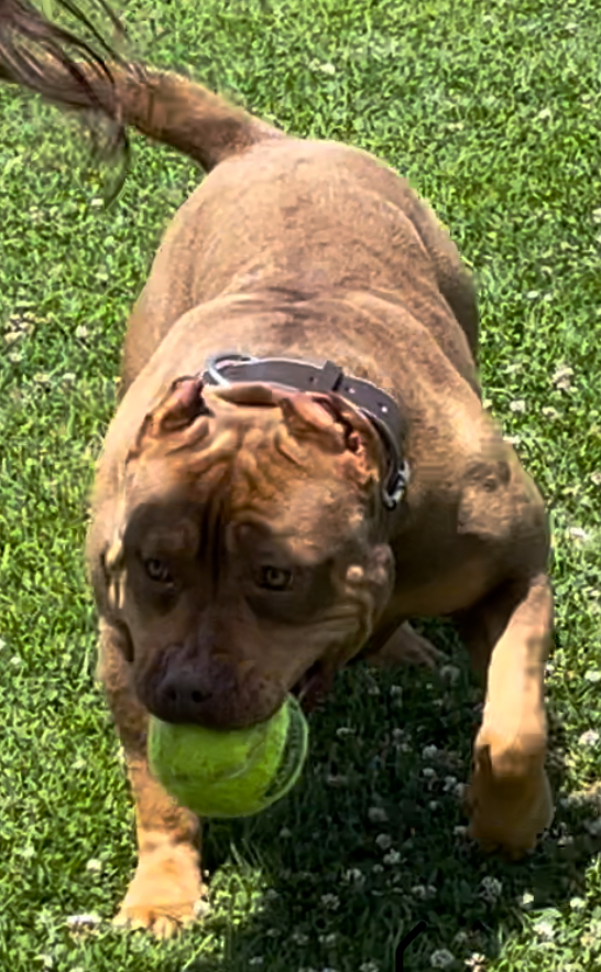 Dog Featured Image