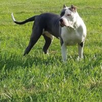 OXXLINE CHLOE