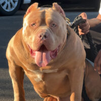 Junior Crucial Bullyz