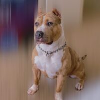 Nina the bully
