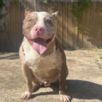 No Limit Bullies Repo