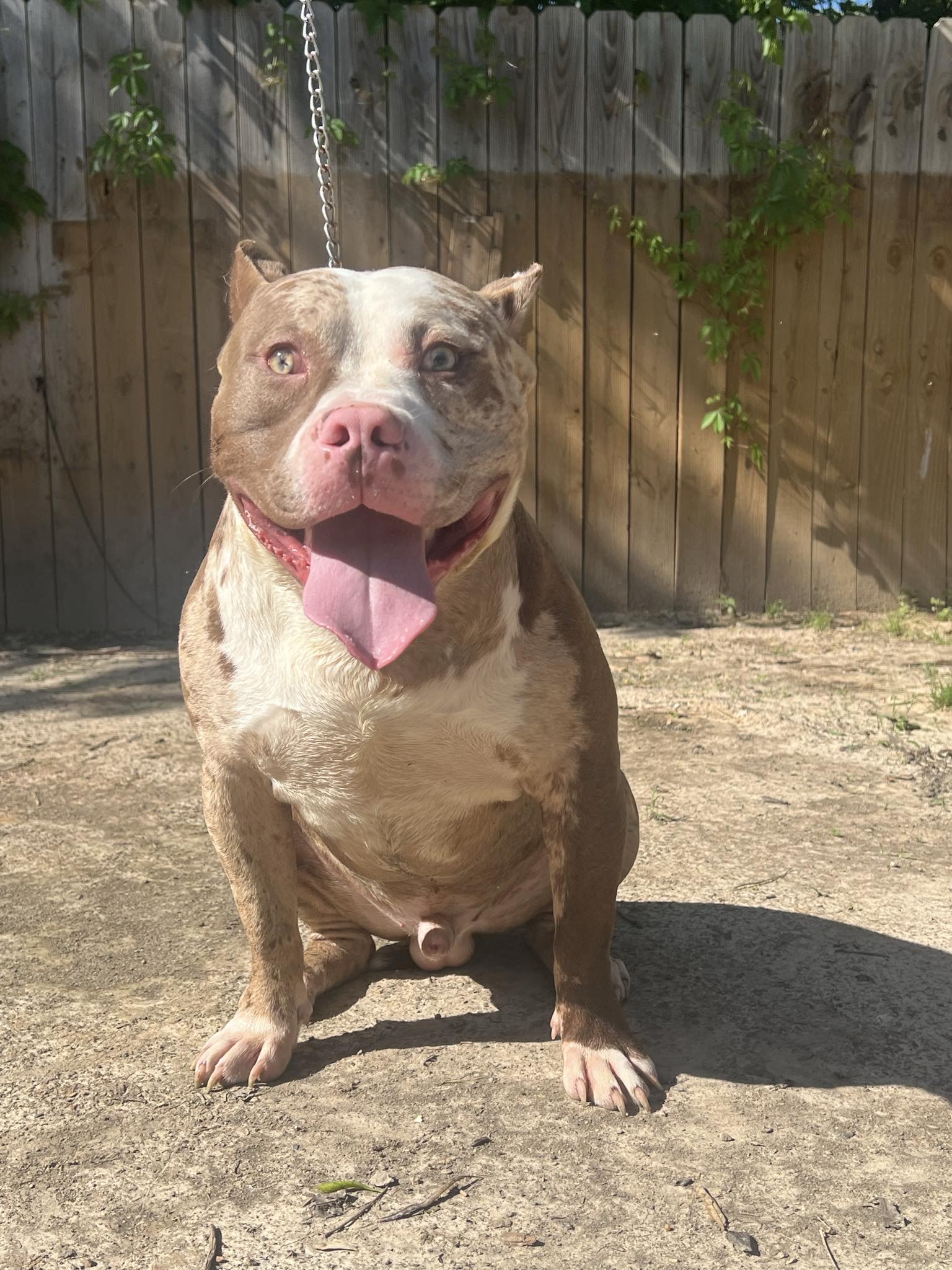 Dog Featured Image