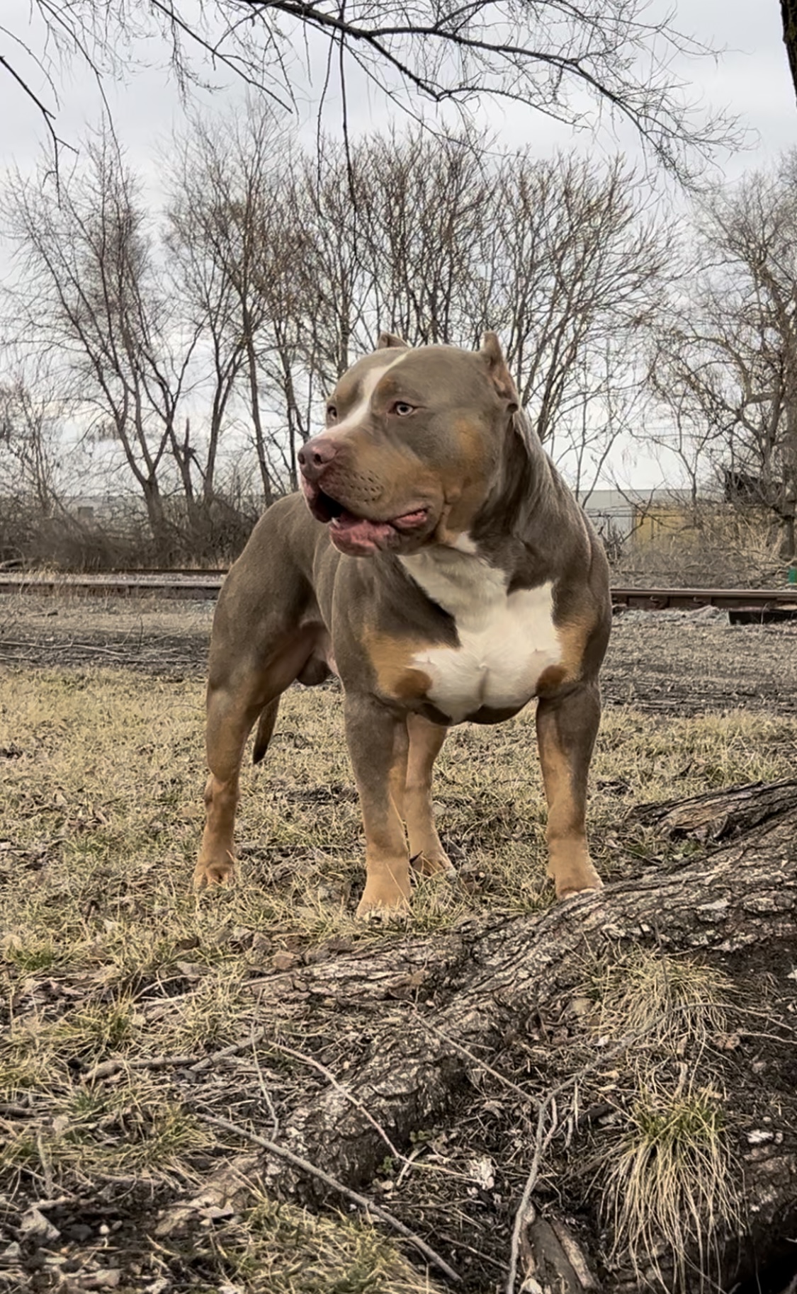 Dog Featured Image