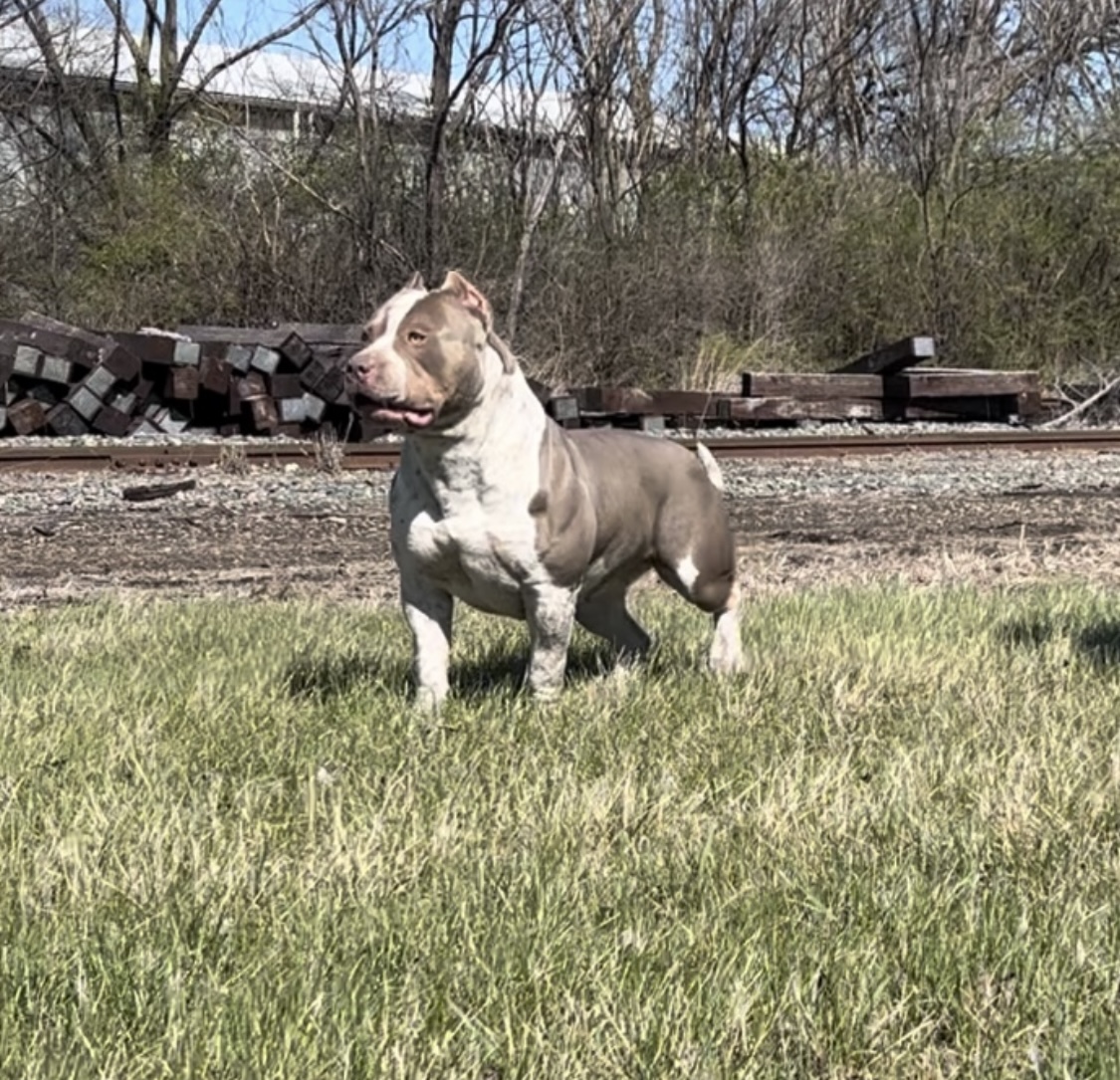 Dog Featured Image