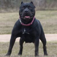 Boujee Bullies Harley