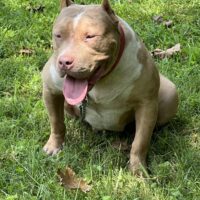 Crucial Bullyz Lotto