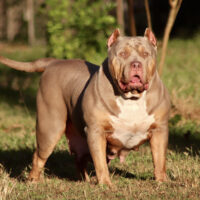 BOSSYS MISS RODEO