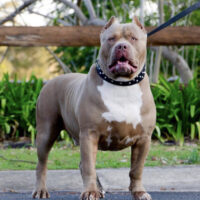 TOPDOG MR SKUXX DELUX