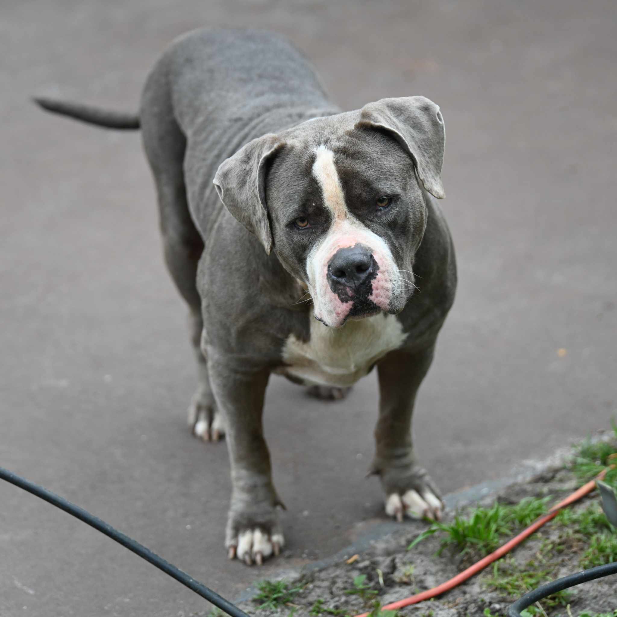 Dog Featured Image