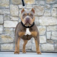 No Love Bullies Heidi
