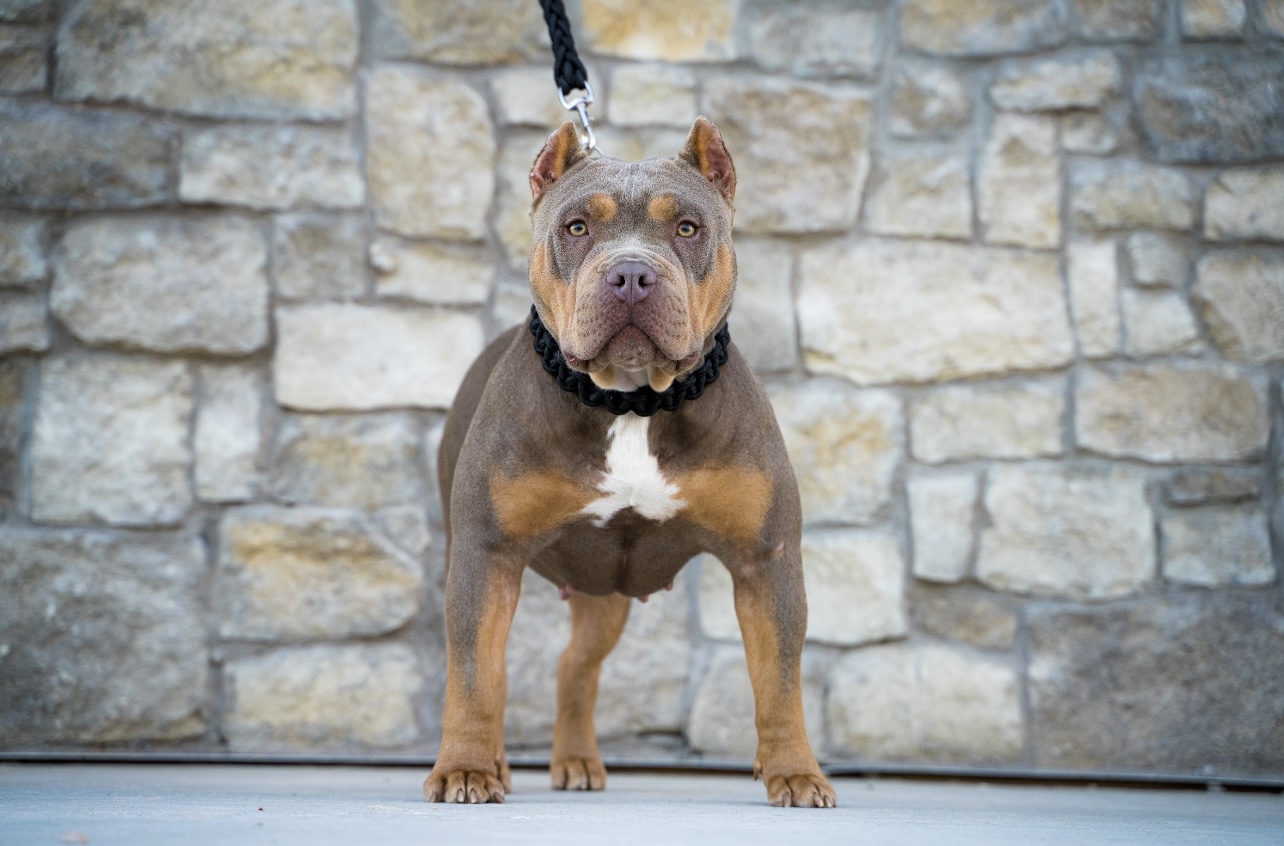 Dog Featured Image