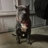 B&H Bullies Creeper