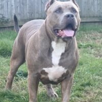 Dog Featured Image