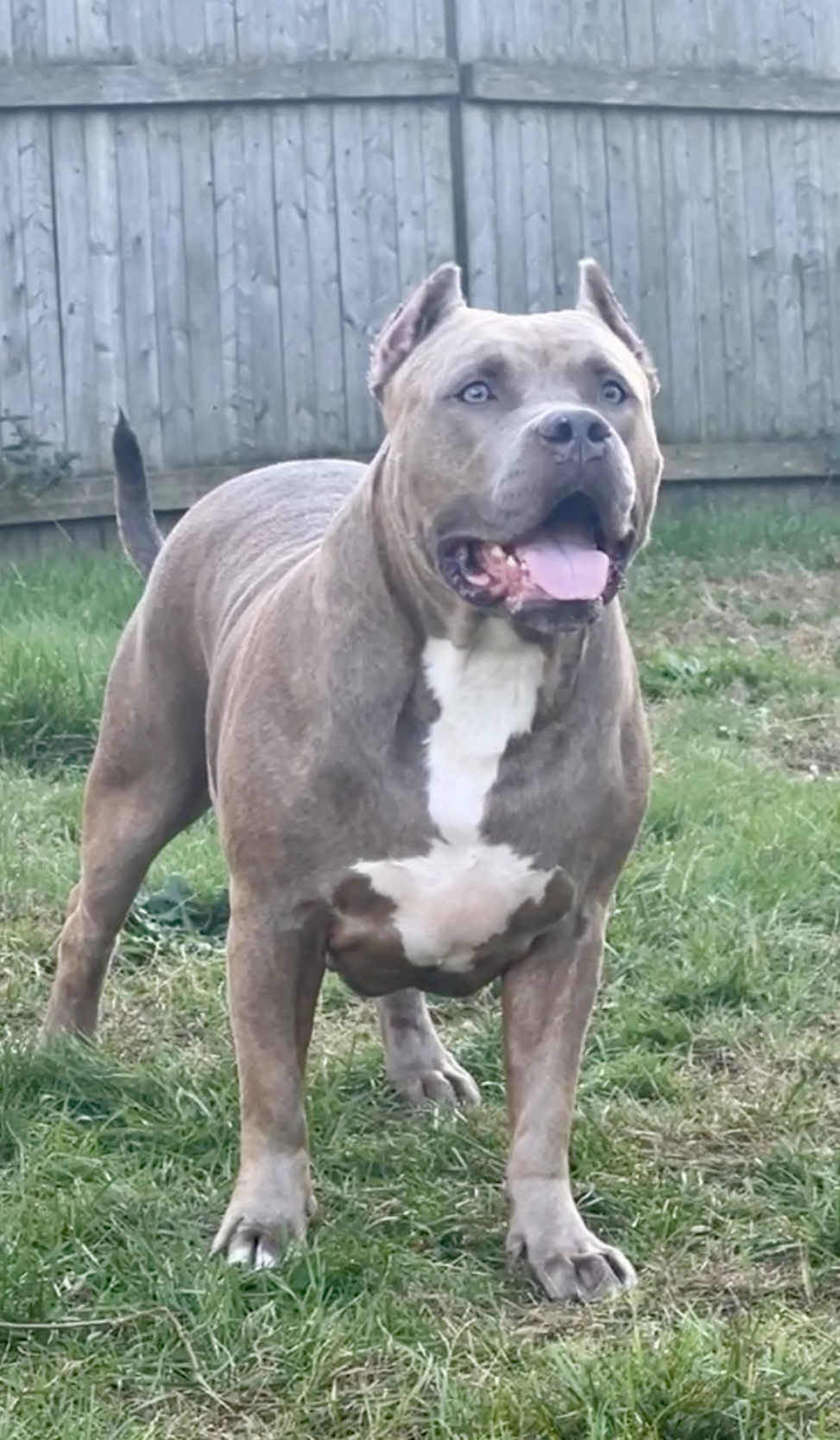 Dog Featured Image