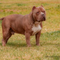 BRAXTON’S GENERAL