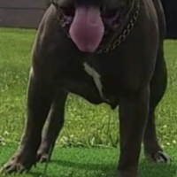 FLAGG’S LOKI
