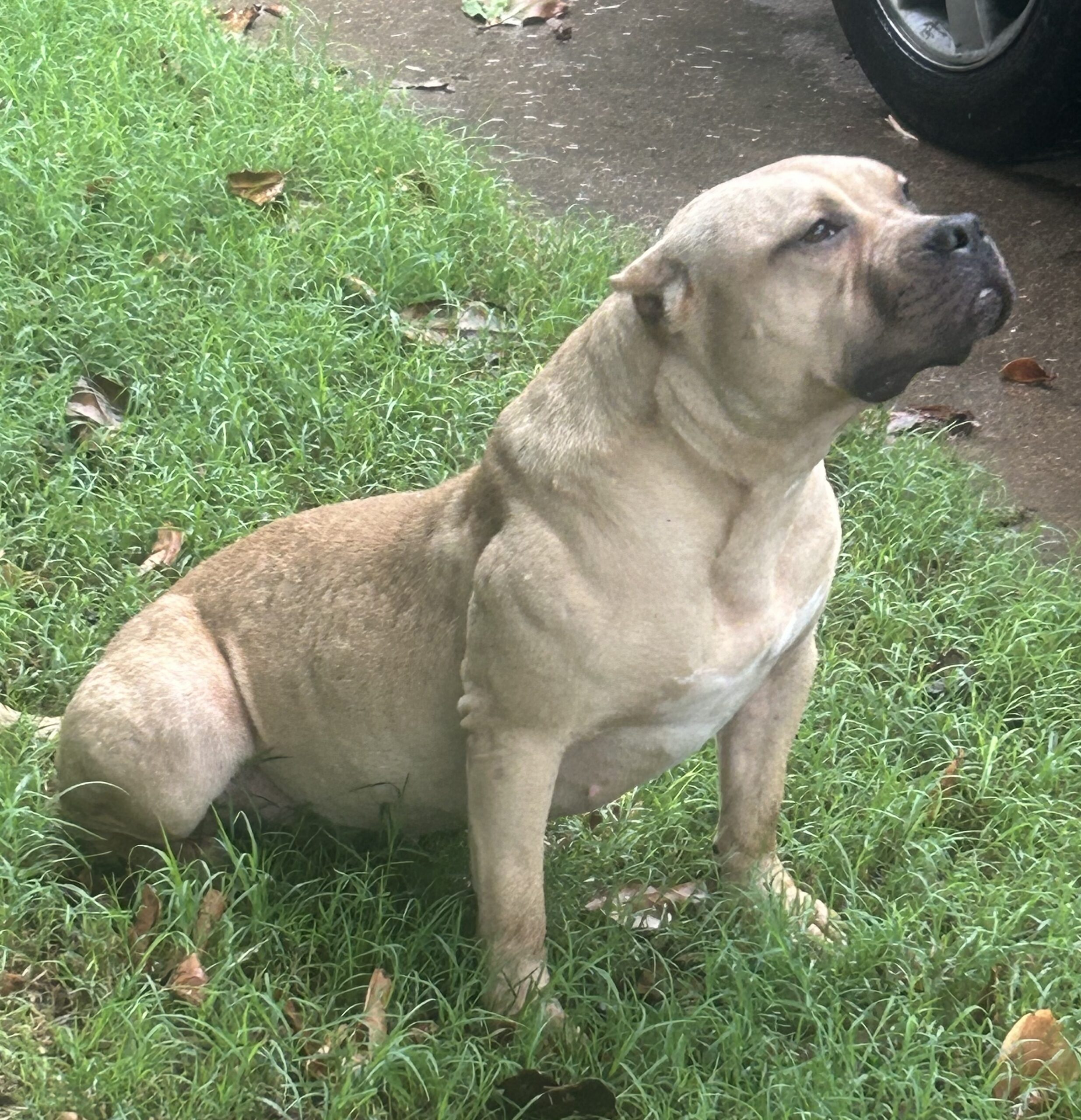Dog Featured Image