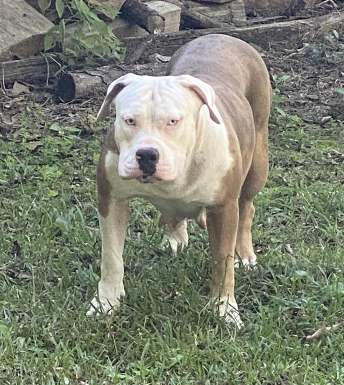 Dog Featured Image