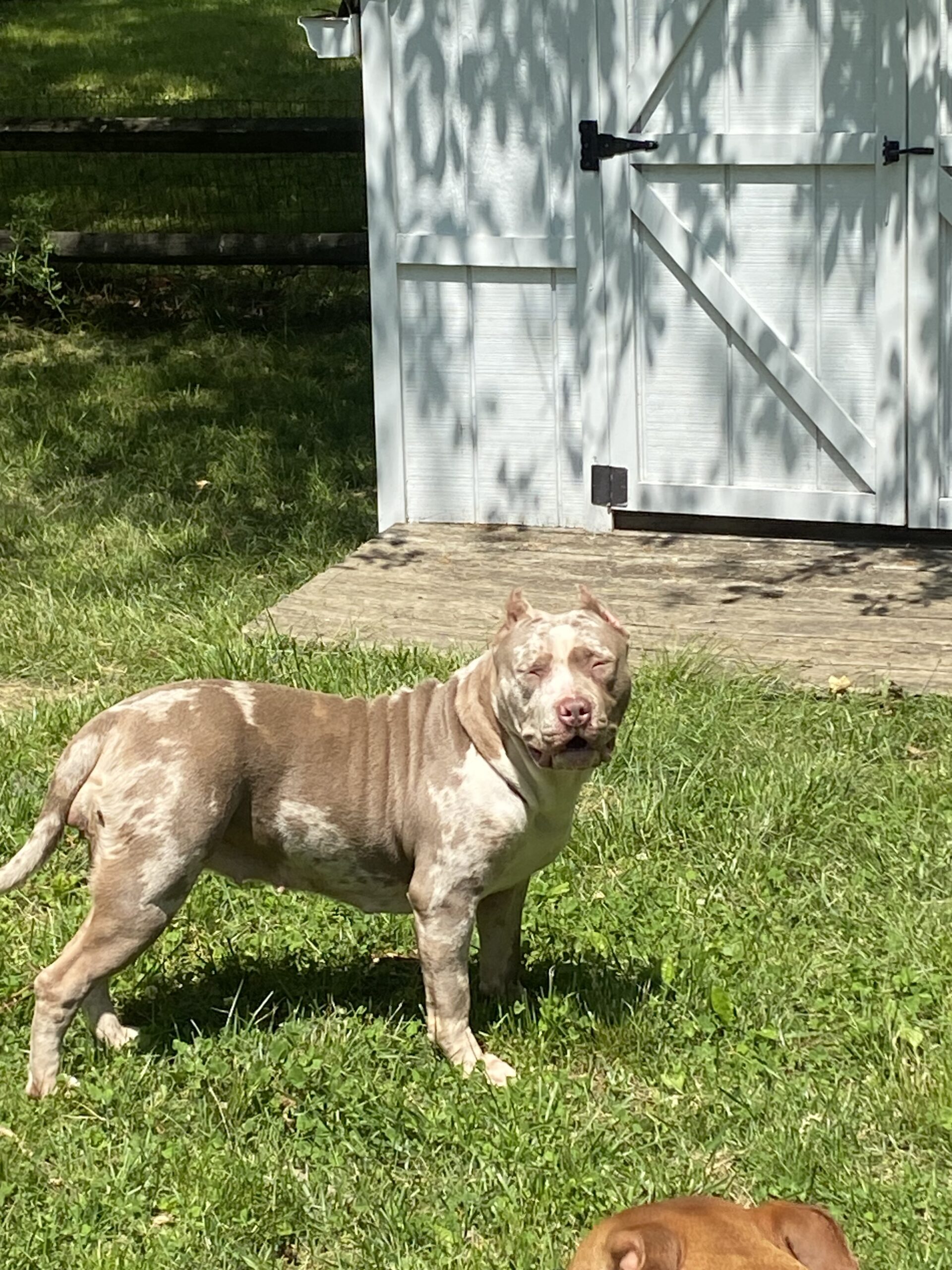 Dog Featured Image