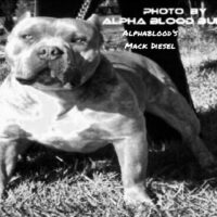 AlphaBloods Mack Diesel