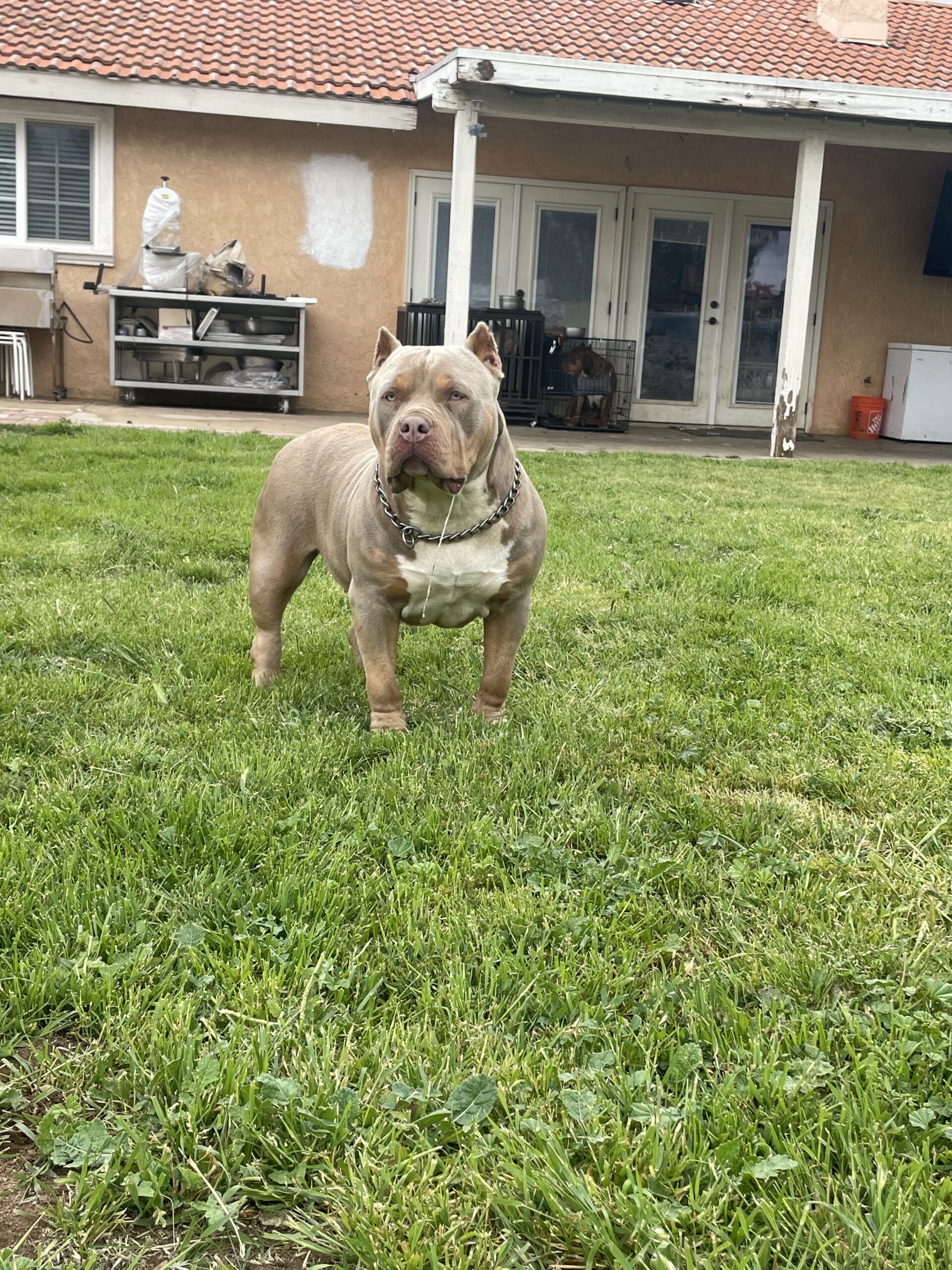 Dog Featured Image
