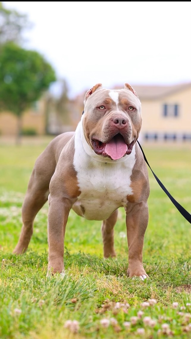 Dog Featured Image