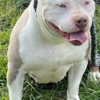 SmashXkennels Angel