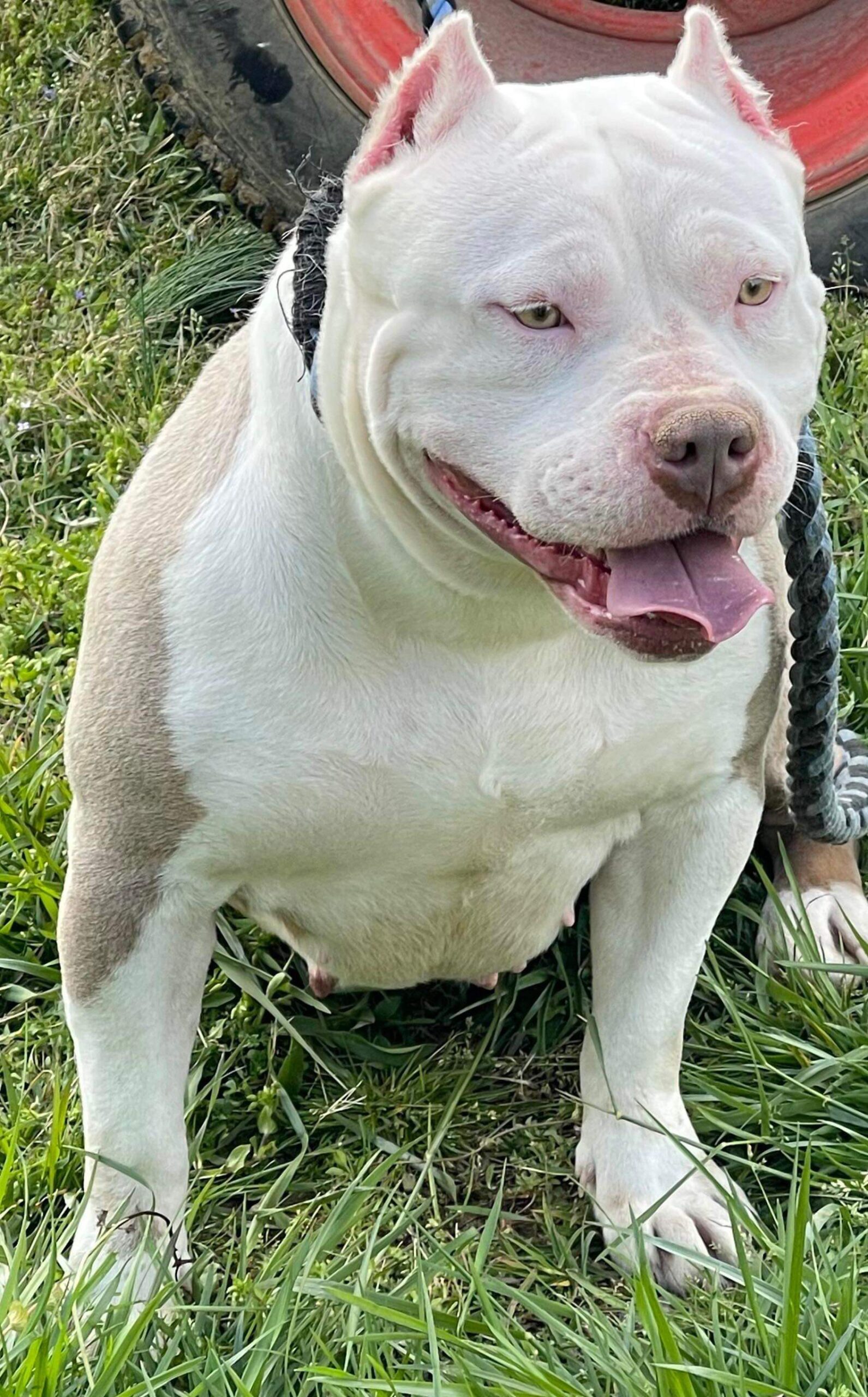 Dog Featured Image