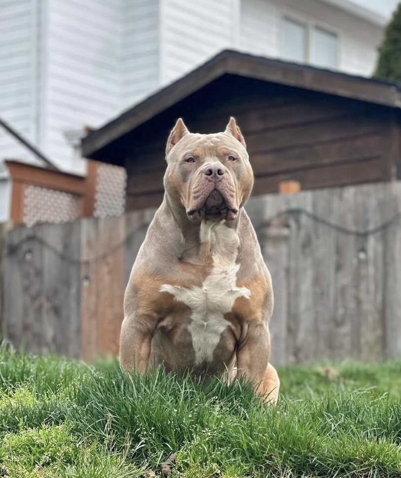 Dog Featured Image