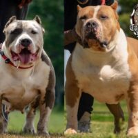 CUTTHROAT BULLIES CODEINE